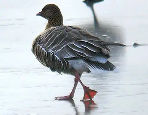 Pink-footed goose (Anser brachyrhynchus)