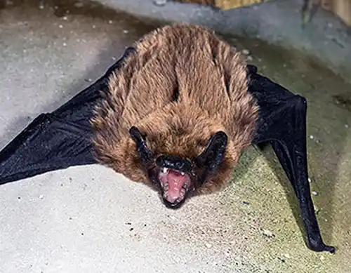 Azores noctule (Nyctalus azoreum)