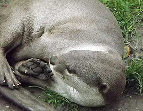 Smooth-coated otter (Lutrogale perspicillata)