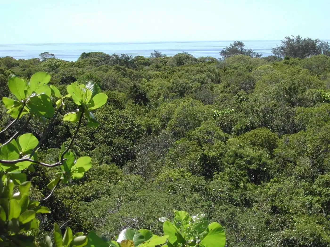 Southeast Indonesian Dry Forest Islands (AU15)