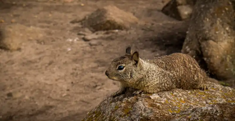 Baja California rock squirrel. Image Credit: Margret Maria Cordts, Flickr.