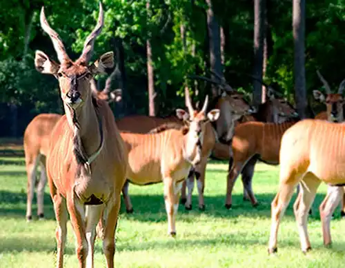 Derby eland (Taurotragus derbianus)