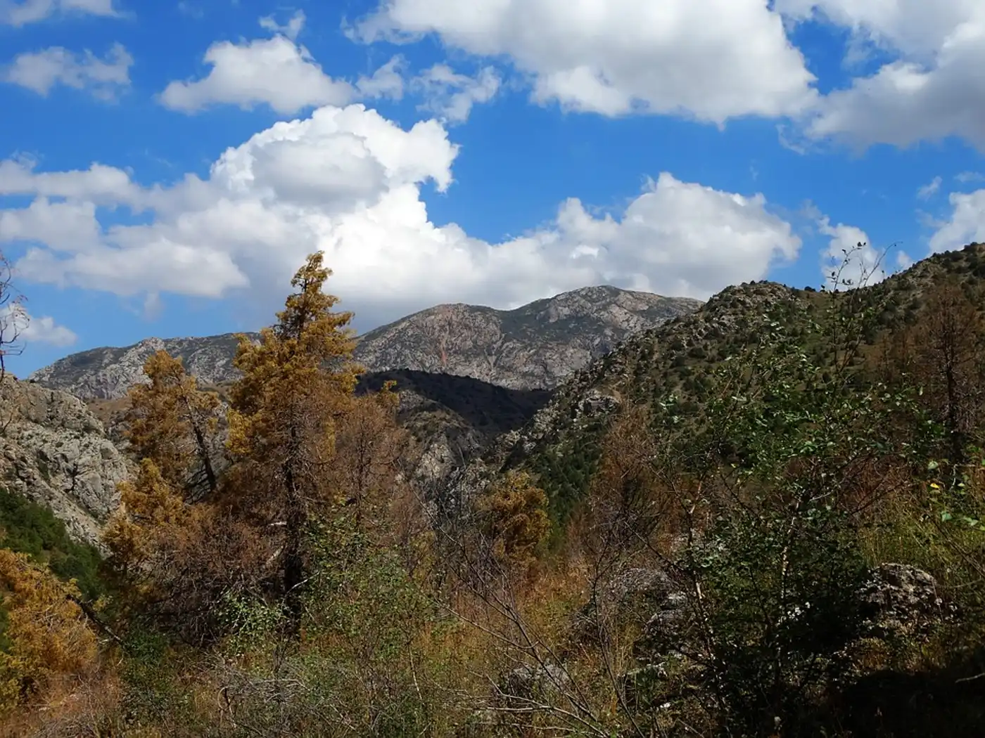 Tian Shan-Pamir Grasslands, Mountain Steppe & Conifer Forests (PA31)
