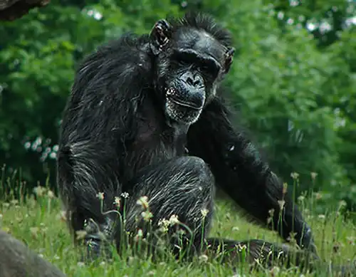 Western chimpanzee (Pan troglodytes verus)