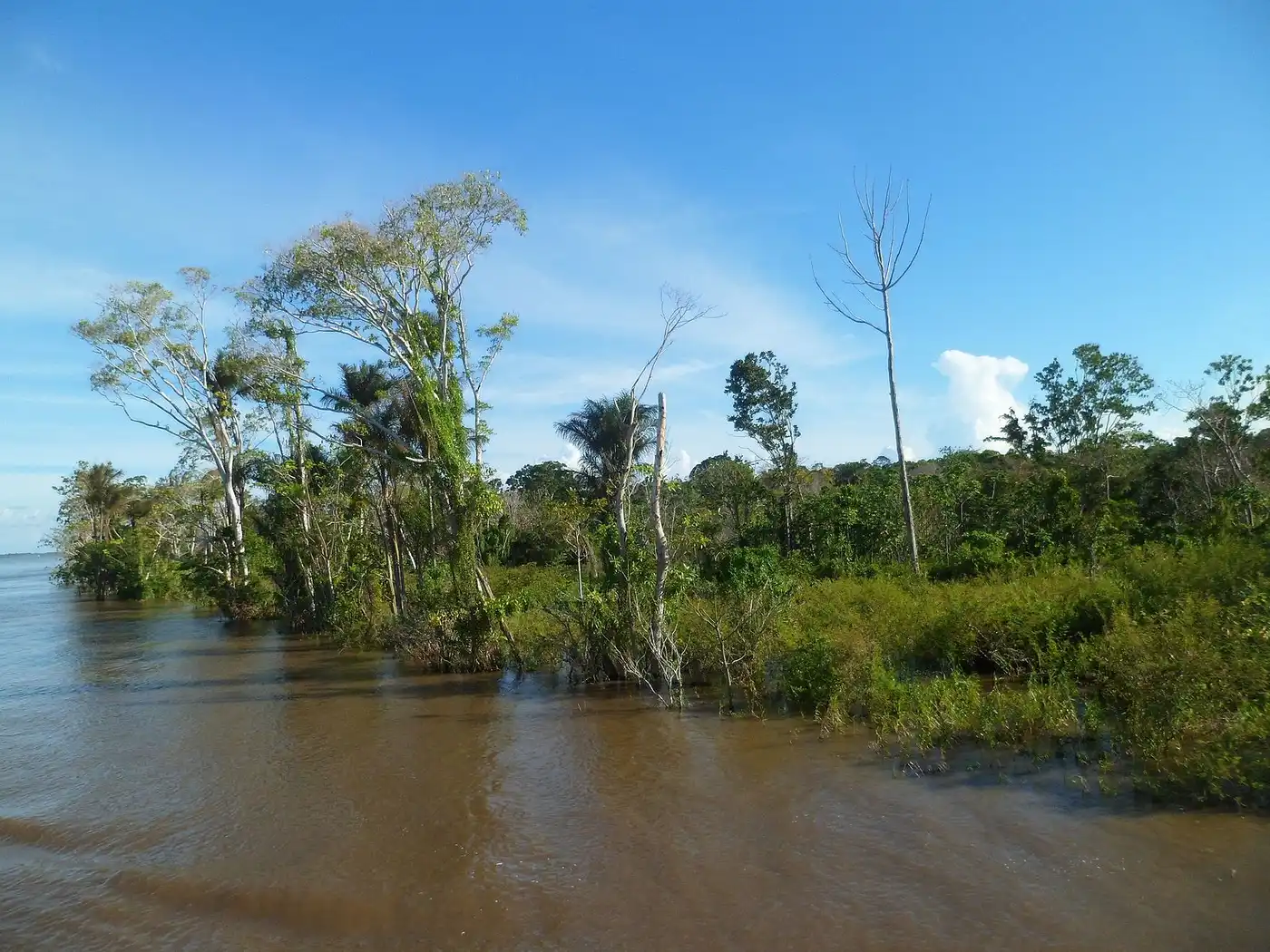 Central Amazonian Forests (NT19)