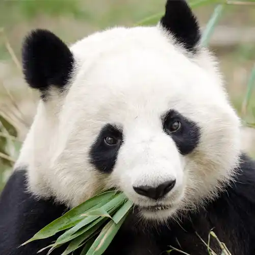 Giant panda (Ailuropoda melanoleuca)