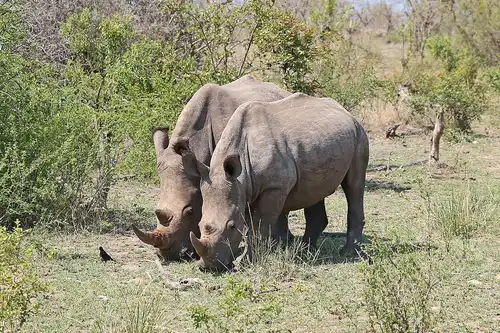 Southern white rhinoceros (Ceratotherium simum)