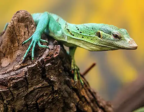 Biak emerald monitor lizard (Varanus kordensis)