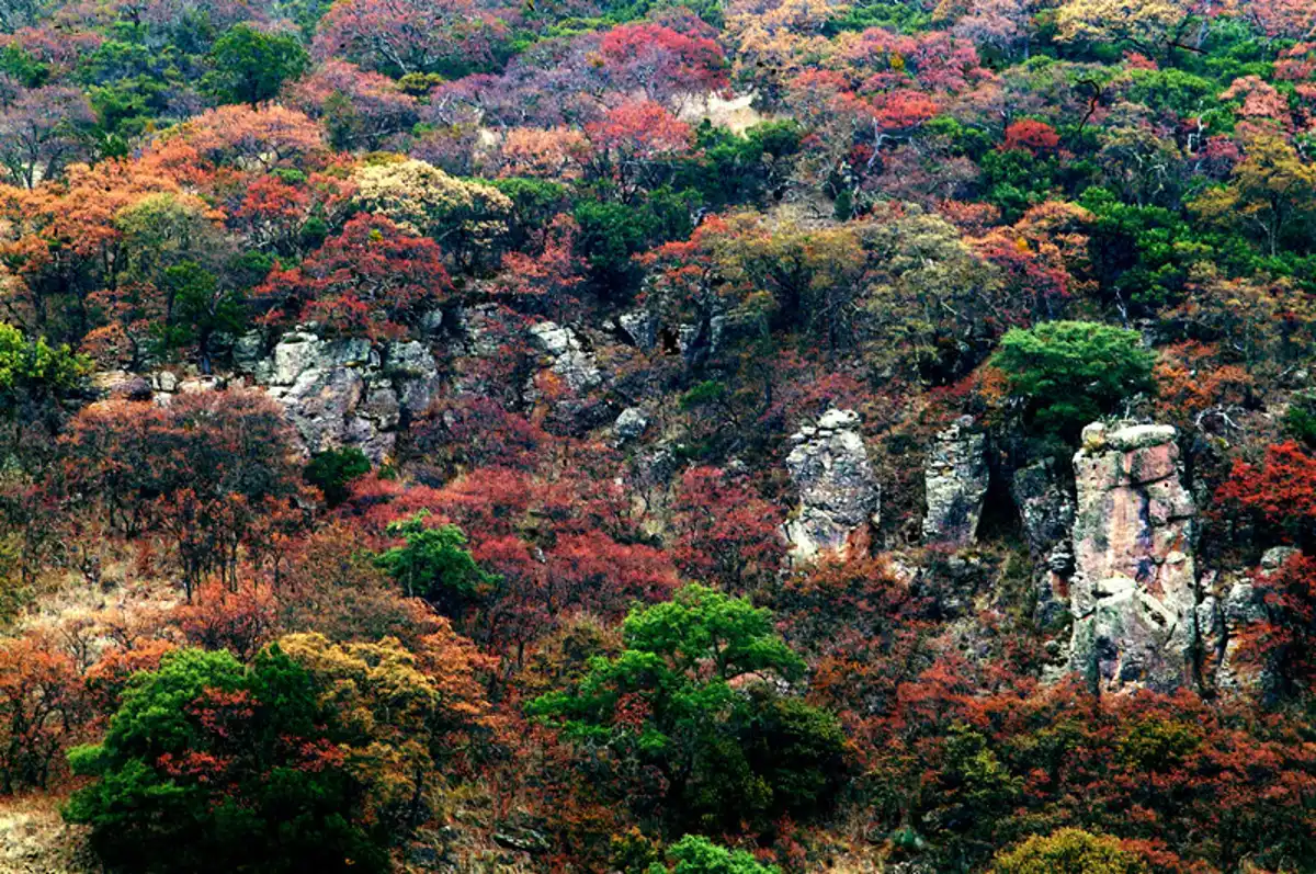 Sierra Madre Forests & Mexican Drylands (NA29)