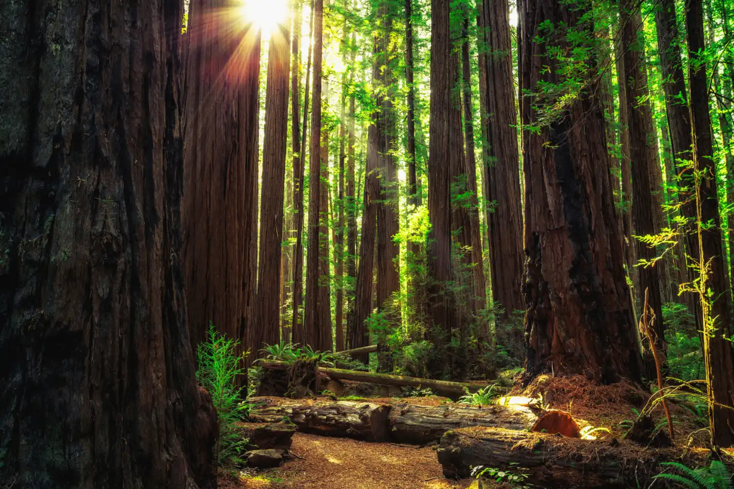 Old-growth forests in the US are key to solving the global climate and biodiversity crises