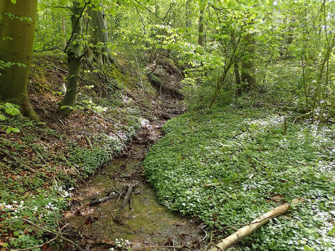 West European Coastal Mixed Forests (PA10)