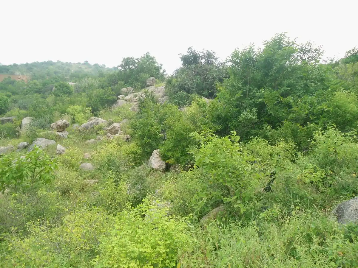 Greater Deccan-Sri Lankan Forests & Drylands (IM8)