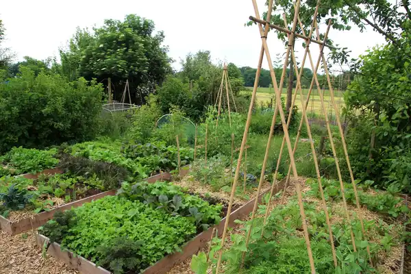 Cropland Restoration
