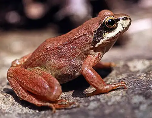 Pyrenean frog