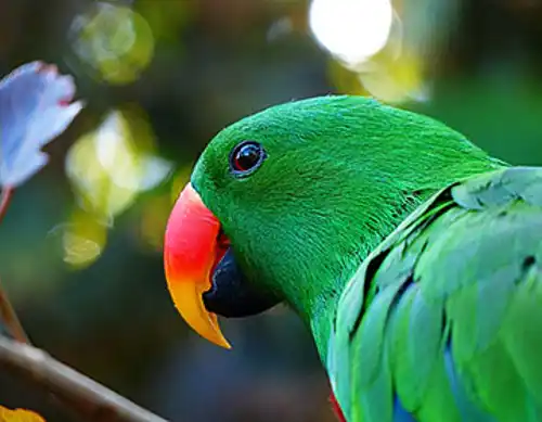 Solomon Islands eclectus parrot (Eclectus roratus solomonensis)