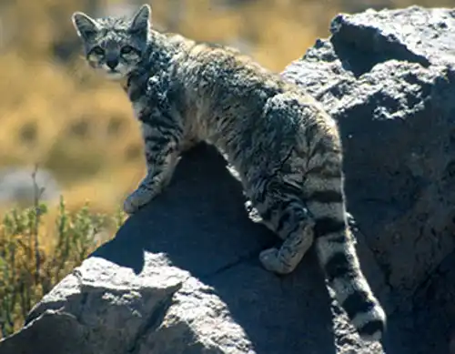 Andean cat (Leopardus jacobita)