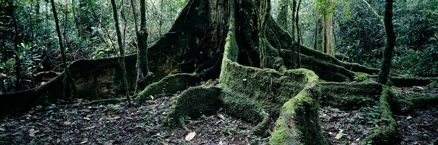 East African Coastal Forests (AT7)