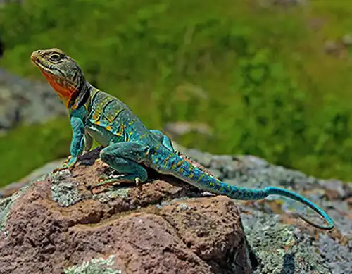 Eastern collared lizard (Crotaphytus collaris)