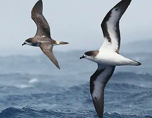 Bermuda petrel (Pterodroma cahow)