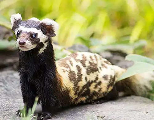 Marbled polecat (Vormela peregusna)
