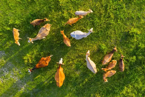 Sustainable Grazing