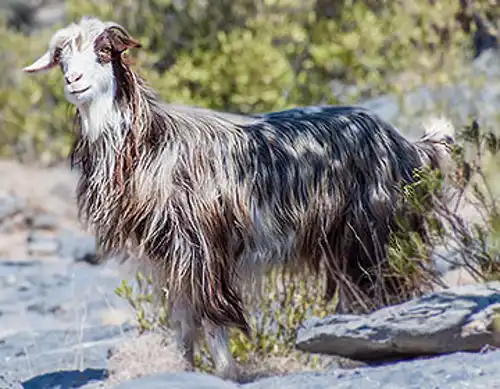 Arabian tahr (Arabitragus jayakari)
