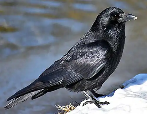 Common raven (Corvus corax)