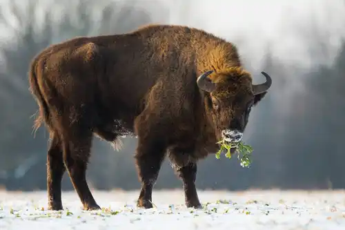 European bison (Bison bonasus)