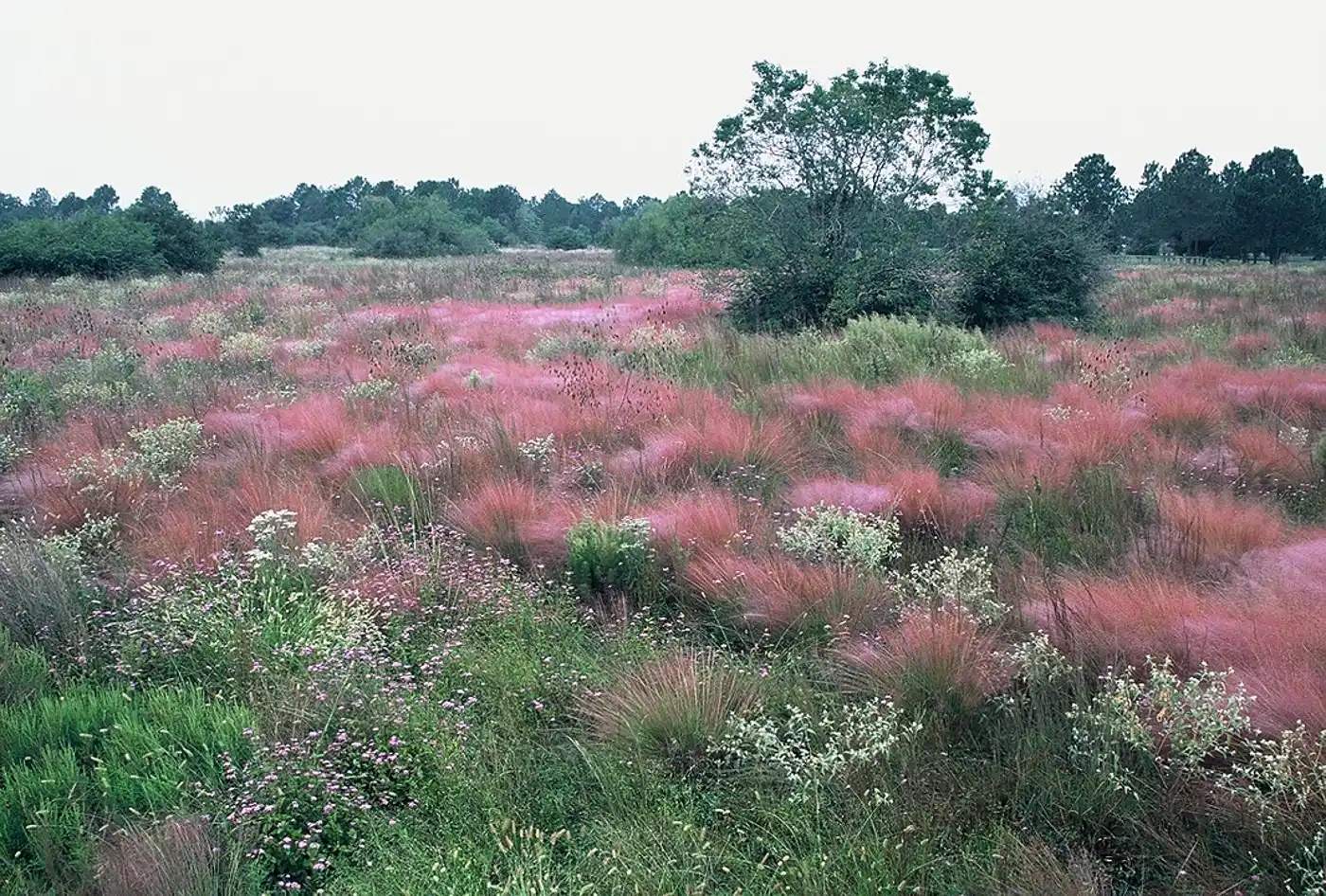 Western Gulf Coastal Grasslands (NA27)