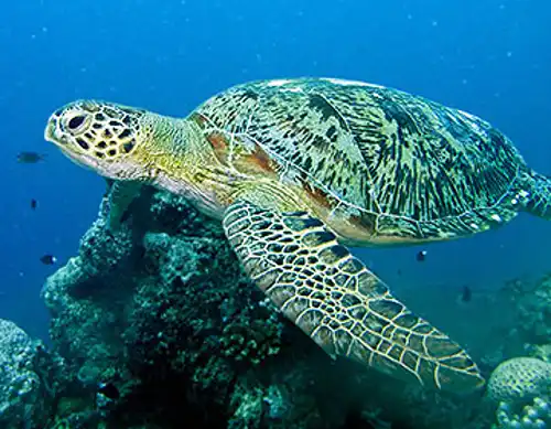 Green sea turtle (Chelonia mydas)