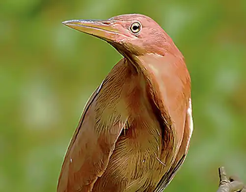 Cinnamon bittern (Ixobrychus cinnamomeus)