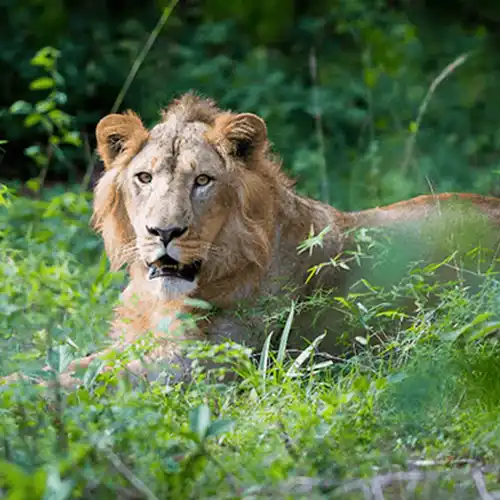 Asiatic lion (Panthera leo persica)