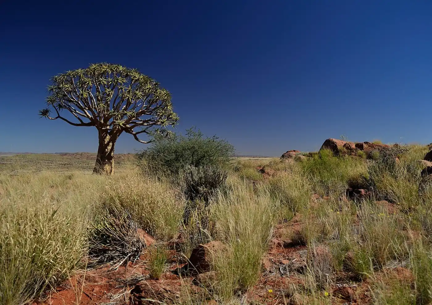 Greater Karoo & Kalahari Drylands (AT9)