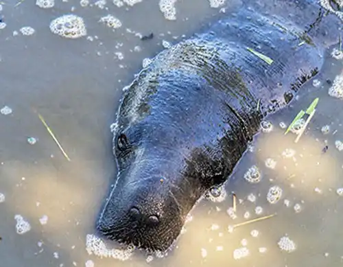 Amazonian manatee (Trichechus inunguis)