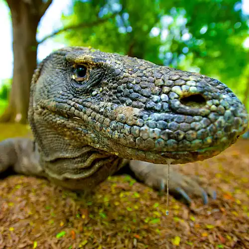 Komodo dragon (Varanus komodoensis)