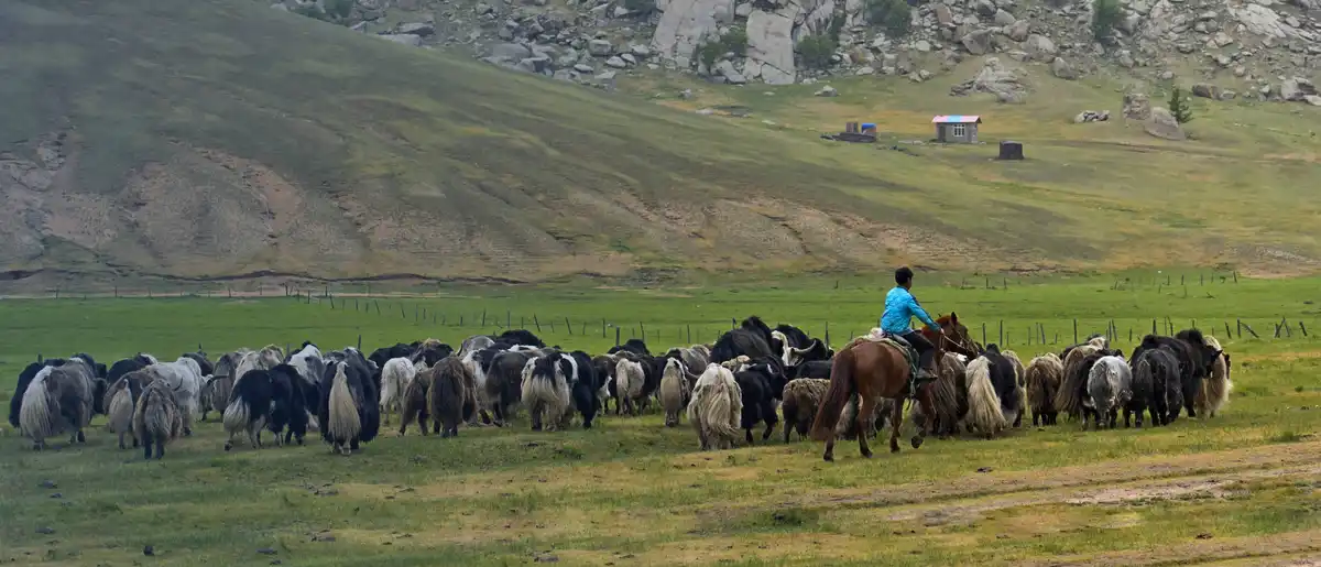 Pastoralism