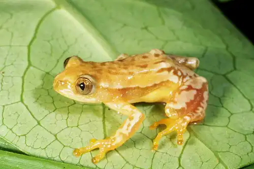Knysna banana frog (Afrixalus knysnae)
