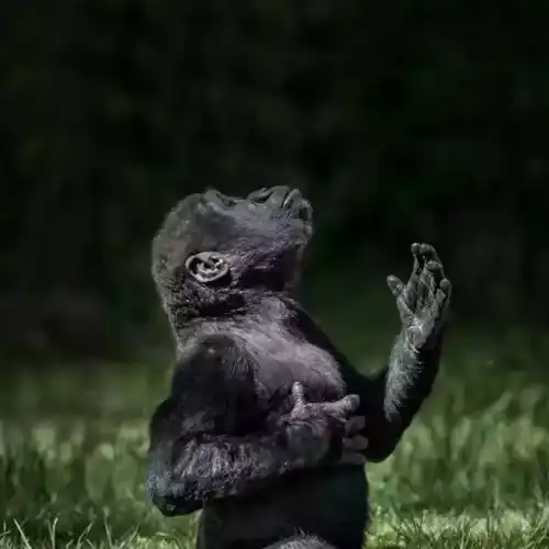 Western lowland gorilla (G. gorilla gorilla)