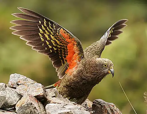 Kea parrot (Nestor notabilis)
