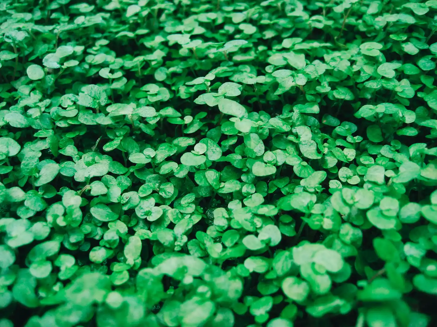 Cover crops and their myriad benefits