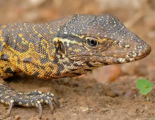 Nile monitor (Varanus niloticus)