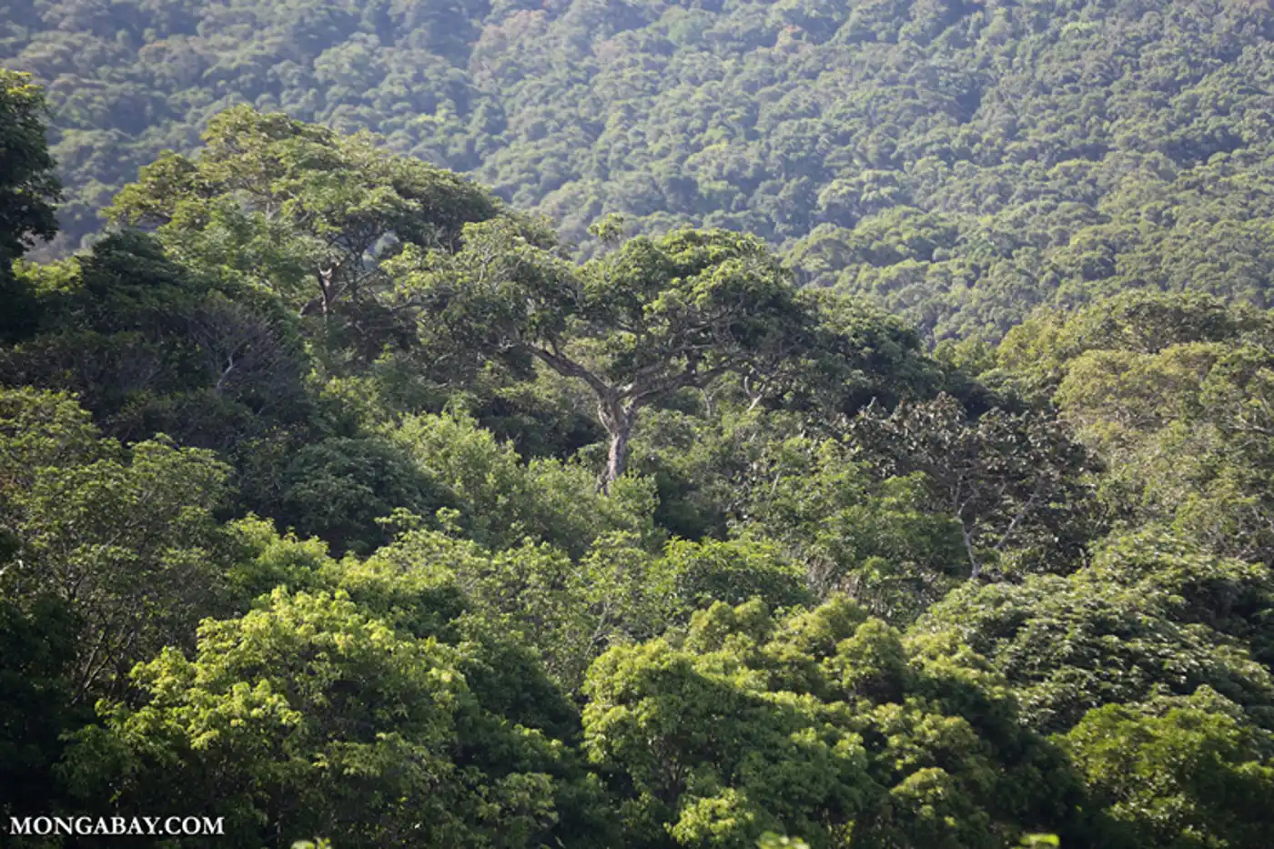 Indochina Mixed Forests & Peatlands (IM12)