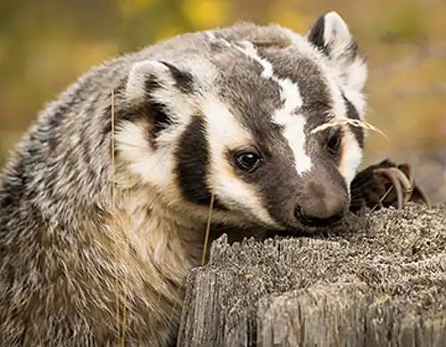 American badger (Taxidea taxus)