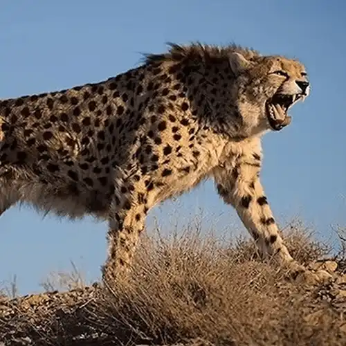 Asiatic cheetah (Acinonyx jubatus venaticus)