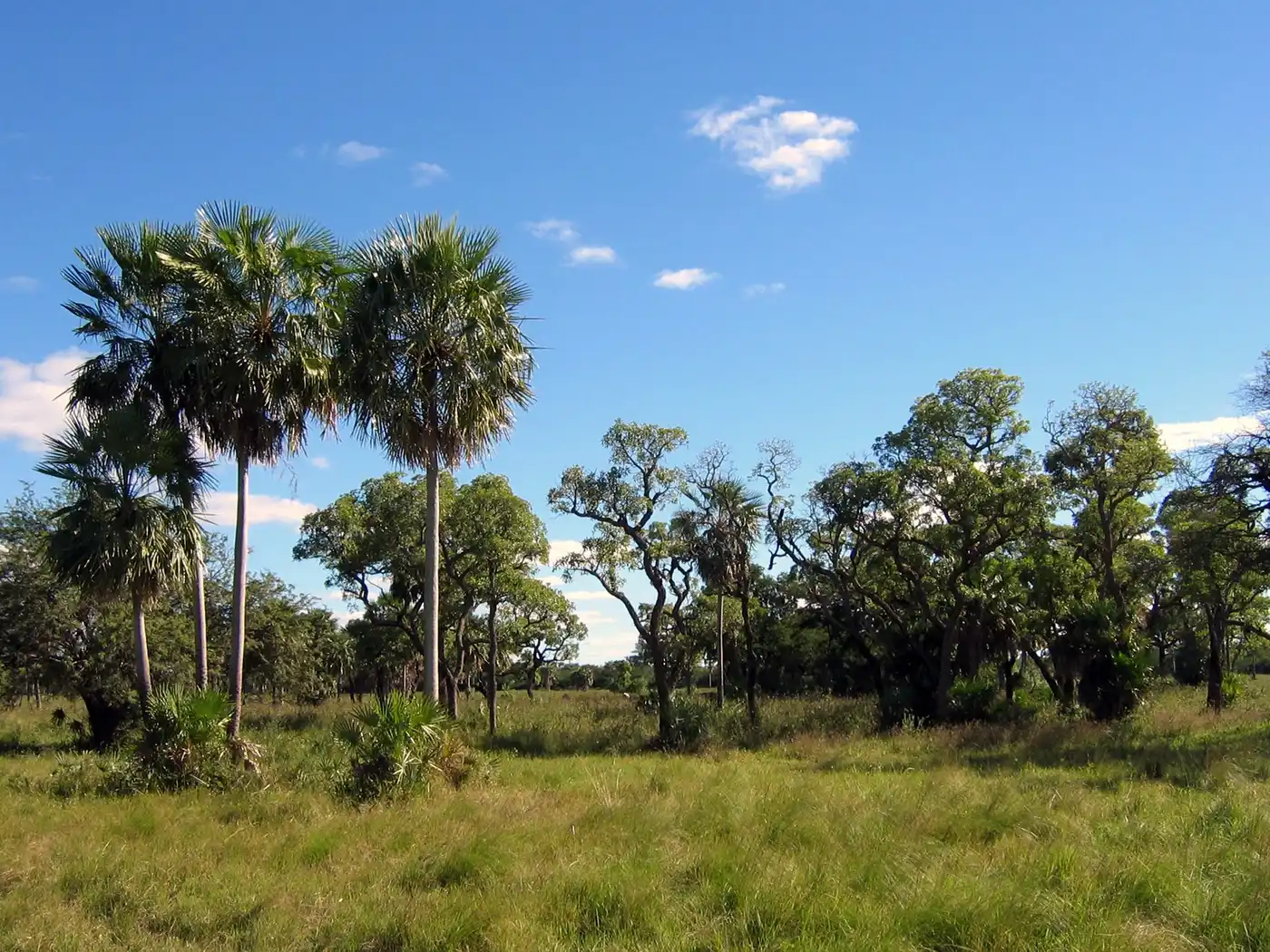 Chaco Grasslands (NT4)