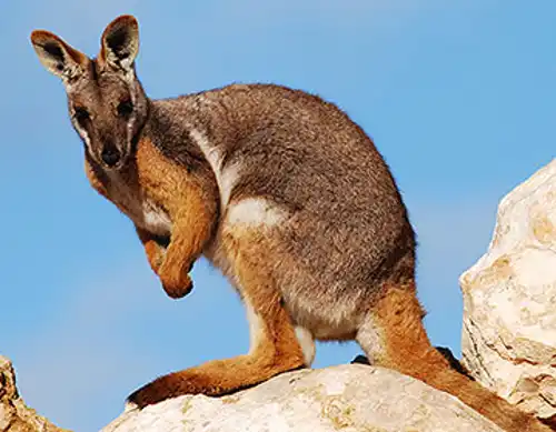 Yellow-footed rock wallaby (Petrogale xanthopus)