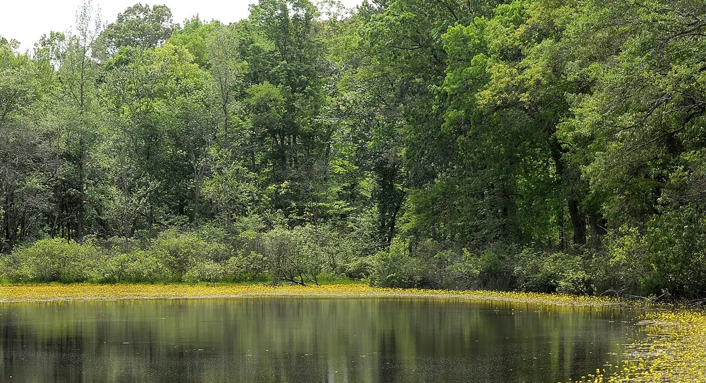 Southern Mixed Forests & Blackland Prairies (NA28)