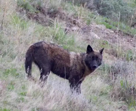 Protecting Imperiled Wolves in the Great Lakes Region Through Compassionate Conservation