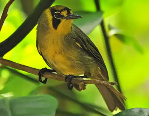 Bonin white-eye (Apalopteron familiare)