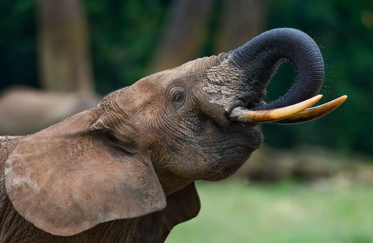 Iconic Species
